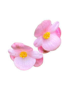 Pink Begonia isolated on white background.
