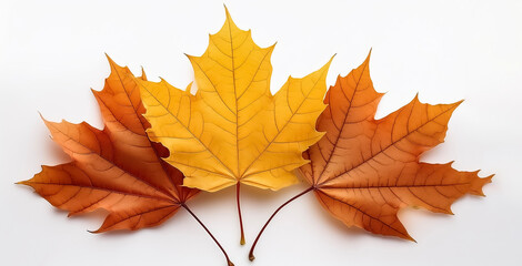 Fototapeta premium maple leaf isolated on white background