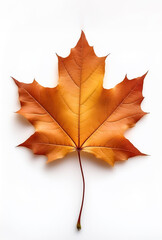Obraz premium maple leaf isolated on white background