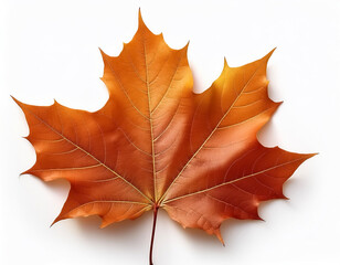 Obraz premium maple leaf isolated on white background