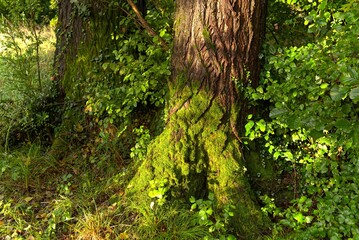 Tree trunk on the forest floor with lots of greenery.
