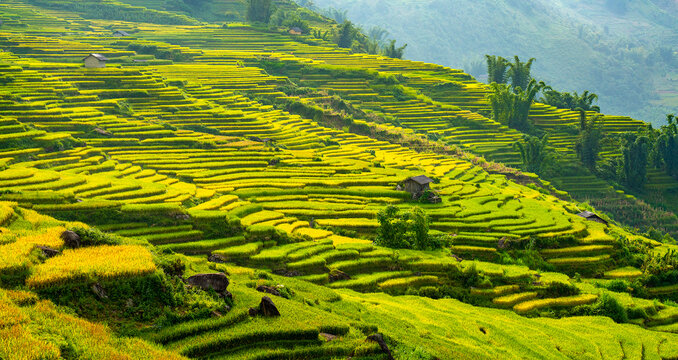 M&ugrave;a l&uacute;a ch&iacute;n tr&ecirc;n ruộng bậc thang.  Y T&yacute; - B&aacute;t x&aacute;t - L&agrave;o Cai