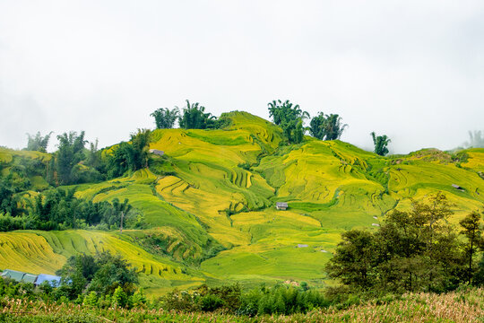 M&ugrave;a l&uacute;a ch&iacute;n tr&ecirc;n ruộng bậc thang.  Y T&yacute; - B&aacute;t x&aacute;t - L&agrave;o Cai