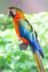 blue and yellow macaw ara