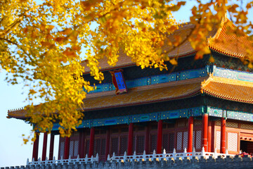 China, Forbidden City, Beijing, the Purple Forbidden City, tourism,Autumn, gingko leaves, golden yellow leaves