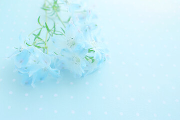 青い花とレースの背景
