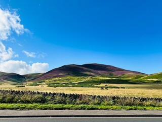 landscape with vineyard