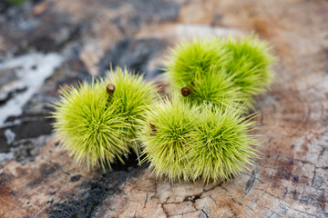 Chestnuts and unripe green thorn stems in the hands of a mature man, autumn fruit on a tree trunk