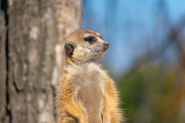 meerkat on guard