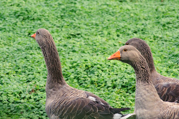 Gray geese frolicking in a meadow