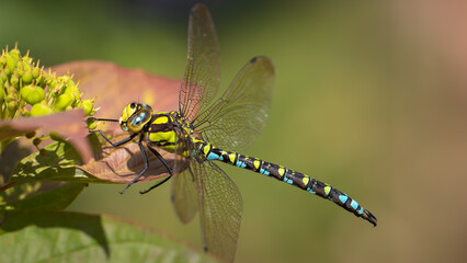 Southern blue hawker - Aeshna cyaena