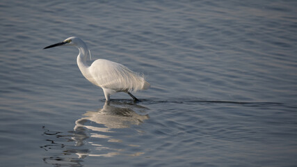 Little egret - Egretta garzetta