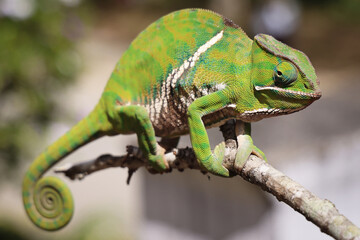 Camaleonte del Madagascar, primo piano