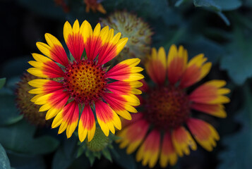 Obraz premium Close up capture of Gaillardia pulchella Foug, Blanket Flower, focus stacked image