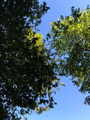 tree in the sky, a peaceful moment, a zoom in to a tree