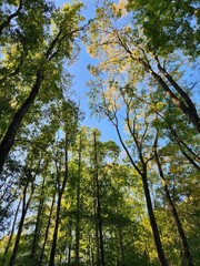 Fototapeta premium Forest and sky & crown shyness