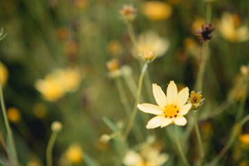 Drought-Tolerant Beauty: Threadleaf Coreopsis in Bloom