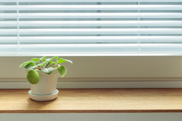 Small potted violet in a white ceramic pot on a wooden window sill at home. Indoor gardening, caring for houseplants at home. African violet flower saintpaulia