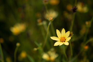Whorled Coreopsis: Low-Maintenance Yellow Perennial