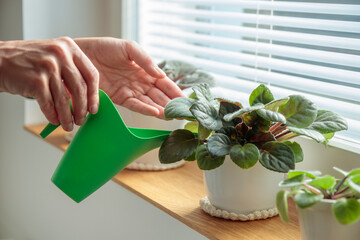 Potted violets on wooden window sill, woman watering plants in white pots at home. Indoor...