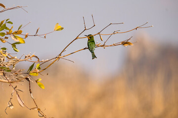 bird on a branch