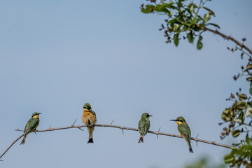 two birds on a branch