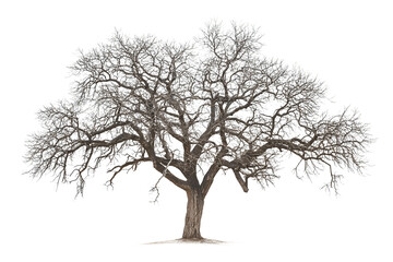 tree isolated on white