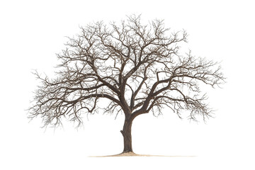 tree isolated on white