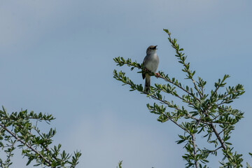 bird on a branch