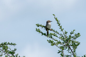bird on a branch