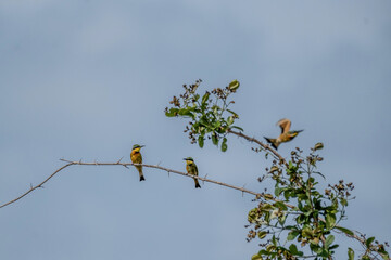 yellow billed hornbill