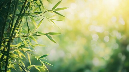 view of beautiful bamboo tree in the morning - ai