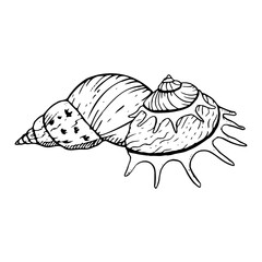 Spiral seashells black and white vector illustration. Sun carrier seashell mollusk snail for monochrome summer designs. Tropical Oceanic line conch sketch