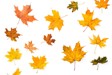 Fototapeta premium Autumn maple leaves falling isolated on white background