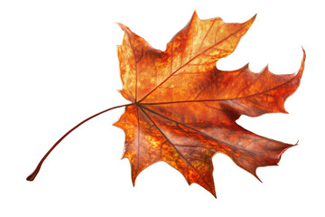 Autumn maple leaf isolated on white, a vibrant red against a stark background, capturing the essence of fall's natural beauty
