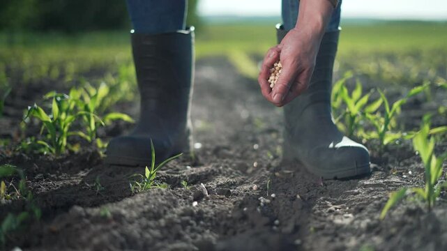 Farmer plants soybeans in field. Close-up farmer hand planting soybean seeds. Agriculture concept. Farmer sowing soybeans in soil. Rural scene of farmer working in soybean field. Agricultural labor.