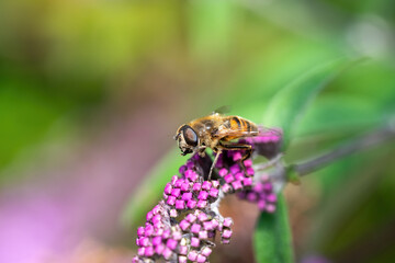 Macro shot of a hoverfly on a pink flower