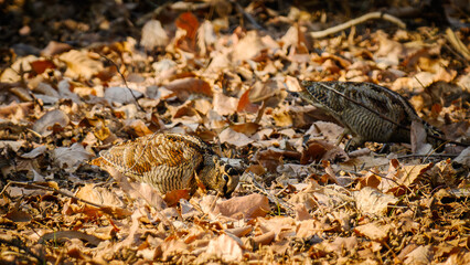 里山に越冬しているヤマシギ