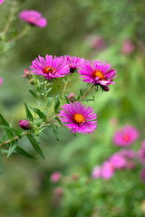 Fioletowe kwiaty ogórd © Michalina