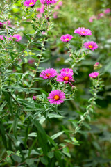 Fioletowe kwiaty ogórd © Michalina