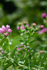 Fioletowe kwiaty ogórd © Michalina