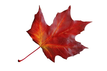 Autumnal red maple leaf, vibrant fall foliage
