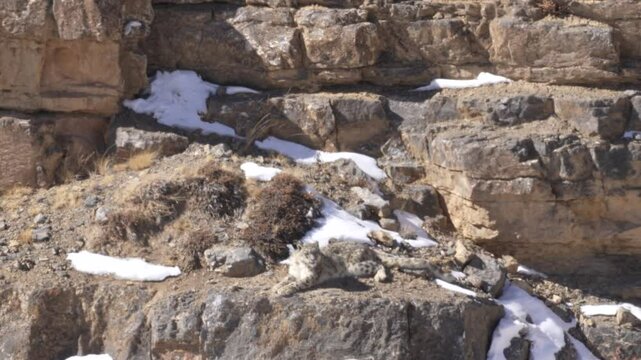Snow leopard, Panthera uncia,  in rock habitat, wildlife nature. Snow leopard on stone in winter, sitting in the nature stone rocky mountain habitat, Spiti Valley, Himalayas in India. 