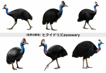Obraz premium ヒクイドリ／Cassowary 珍しい鳥、人気の鳥、大型の野鳥。白背景セット Generative AI