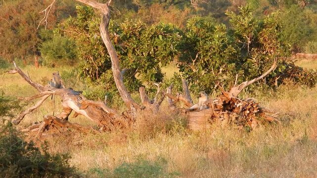 Family of wild monkeys in South Africa landscape