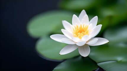 White water lily flower --ar 16:9