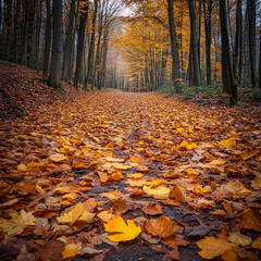 Autumn Landscape background  - Trees And Orange Foliage In Park At Sunset
