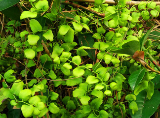 green leaves in the garden