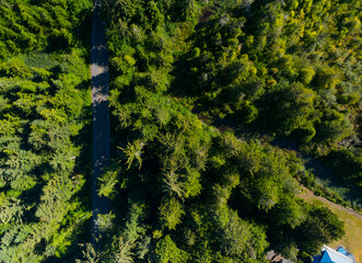 A forest with a road running through it