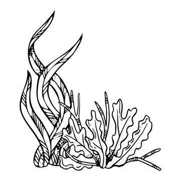recommend clip art: Line seaweed laminaria and algae black and white vector illustration. Monochrome underwater grass from ocean reef ink drawing. Seabed sketch for marine coloring design